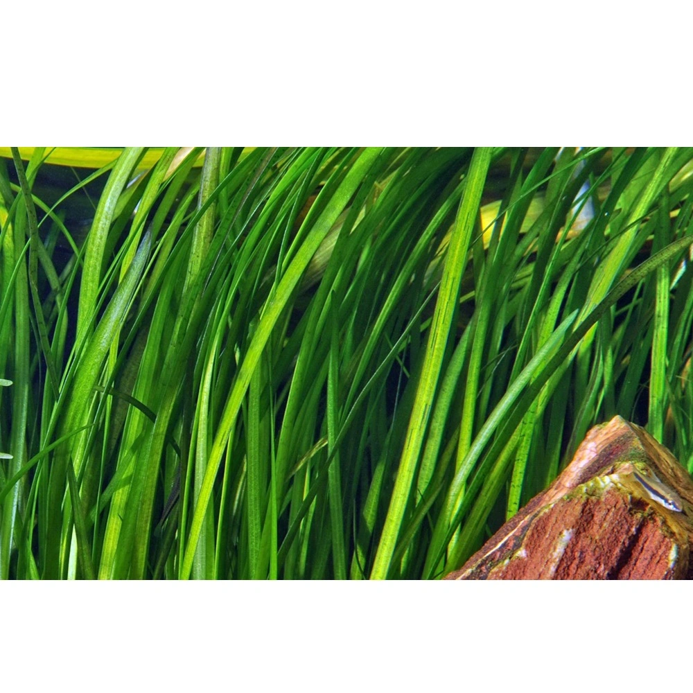 Tropica Akvarieplante i potte Vallisneria spiral (Tiger)